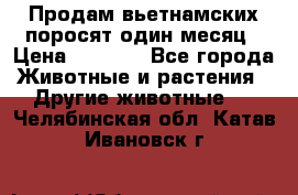Продам вьетнамских поросят,один месяц › Цена ­ 3 000 - Все города Животные и растения » Другие животные   . Челябинская обл.,Катав-Ивановск г.